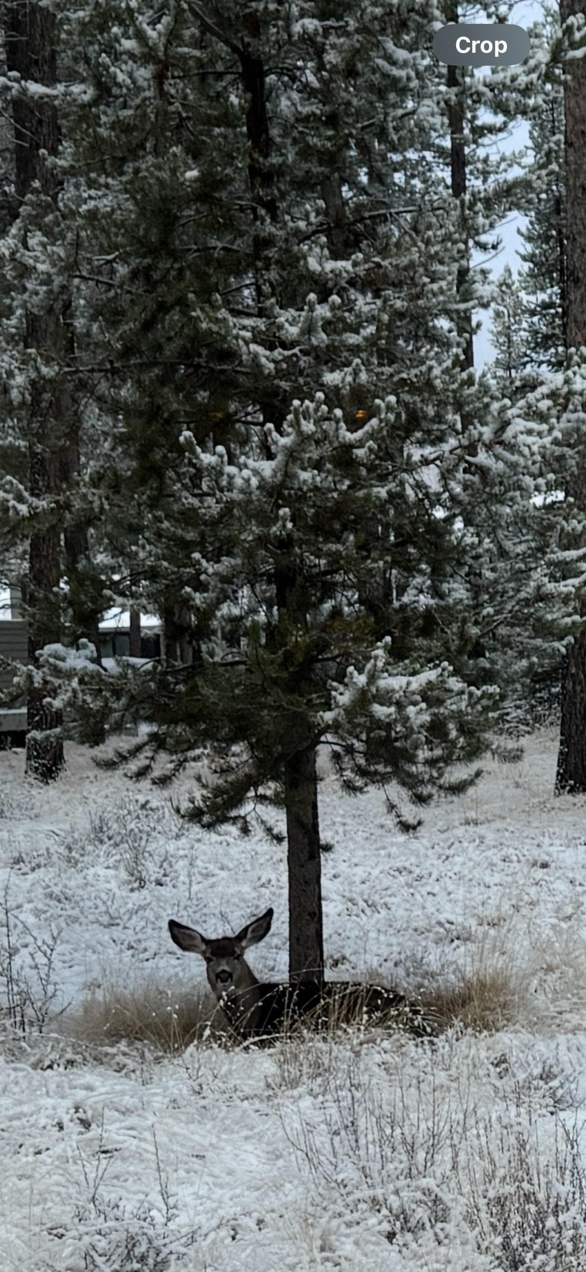 Many deer call SR home