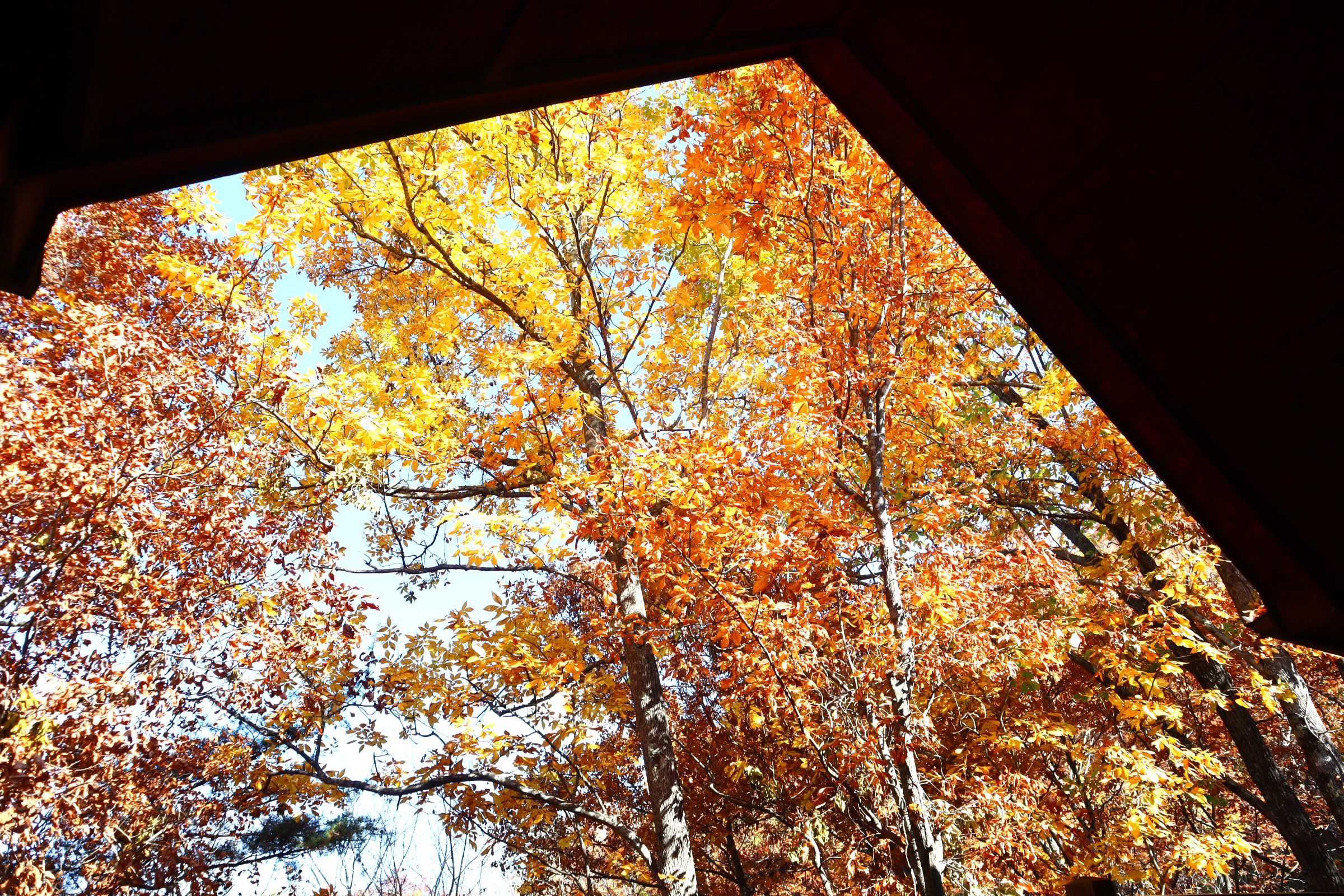 Fall colors in the mountains is amazing!