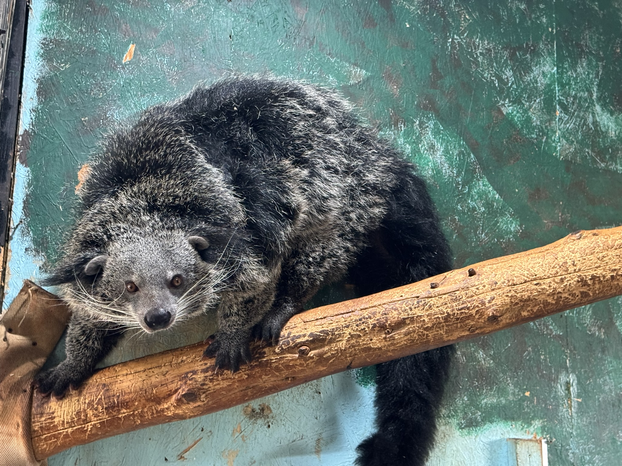 Discover fascinating animals like this binturong! Book your stay and explore the diverse wildlife that calls our zoo home.