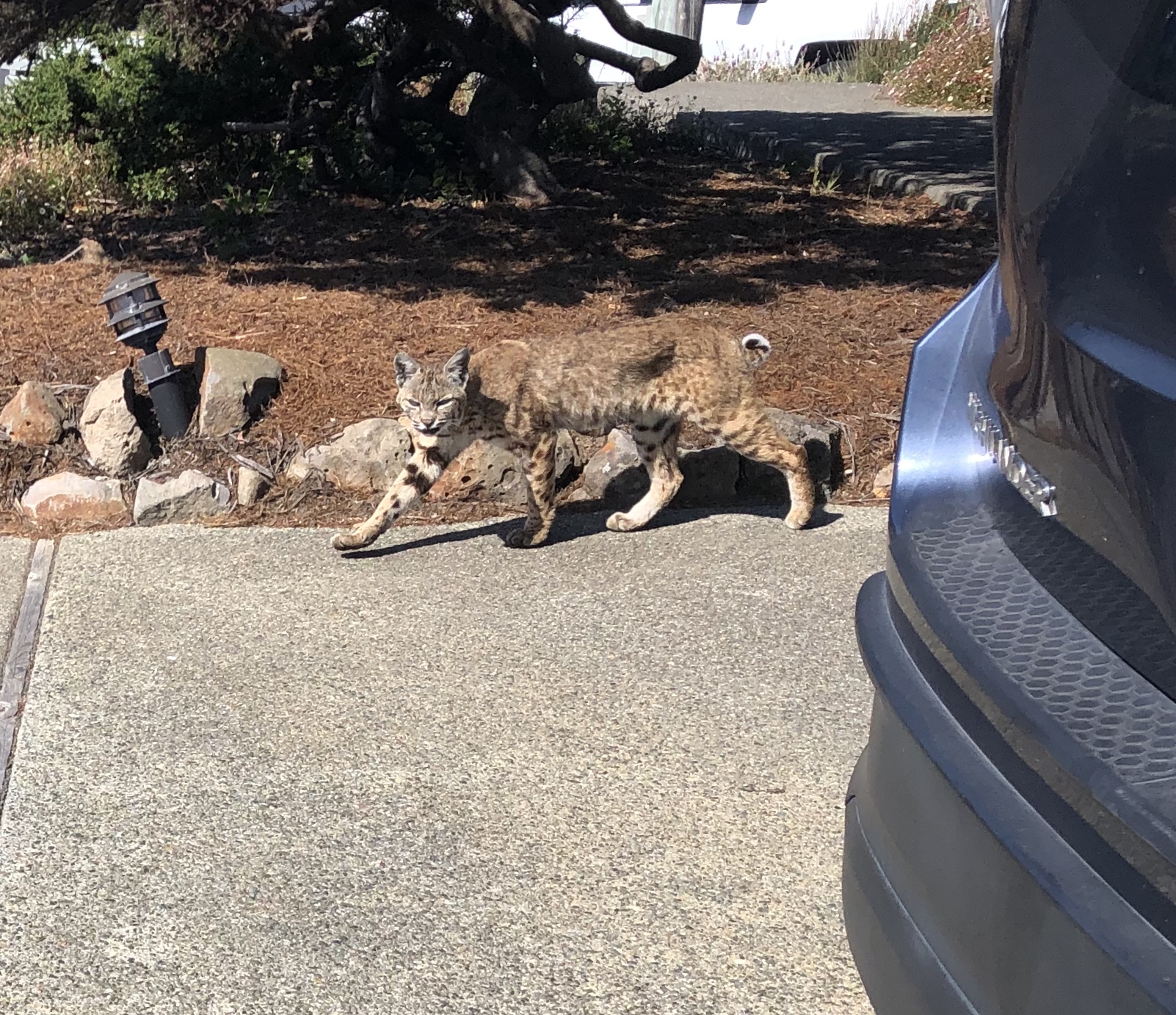 Local bobcat on his morning stroll past driveway