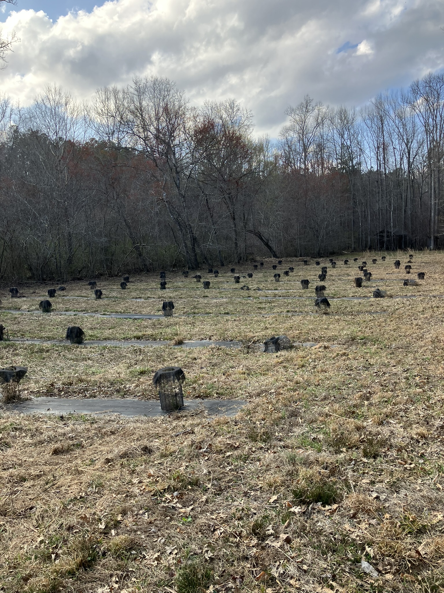 Pawpaw orchard after spring cleanup.