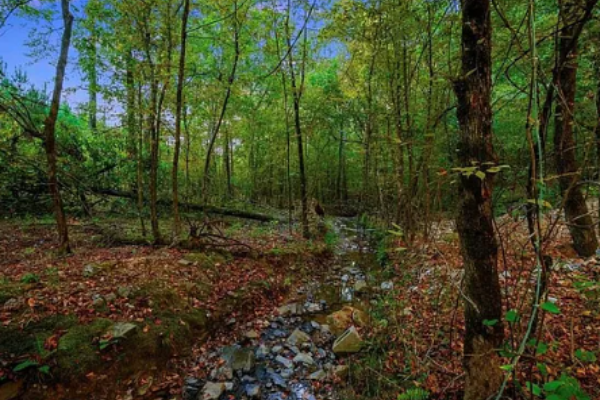 Peaceful wooded surroundings offering privacy and nature views.