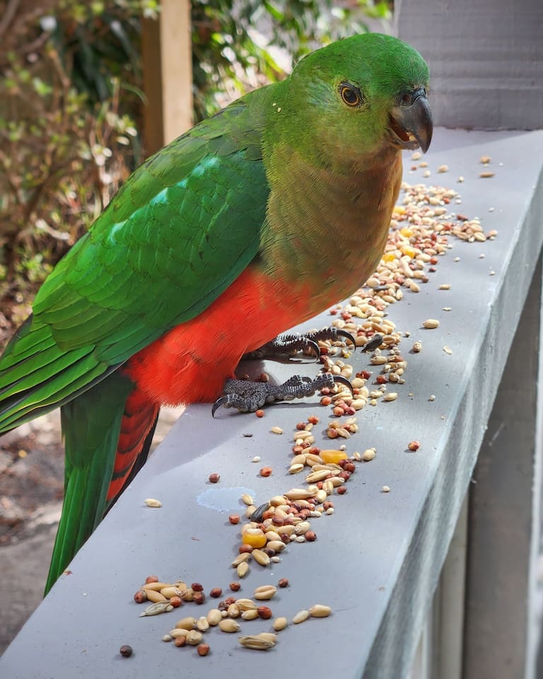 The birds - they love this place! We provide seed for you to feed them. Throw it on the lawn, or put in your hand and coax them to you!