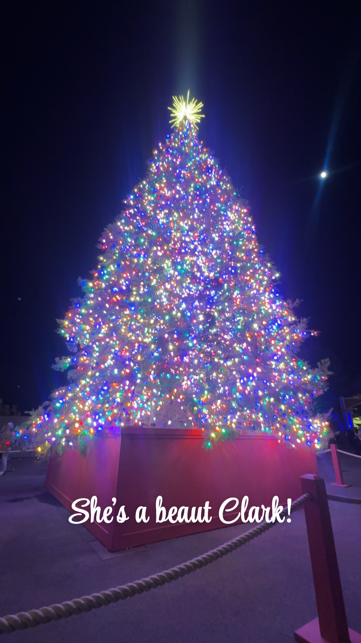 Check out the new tree!