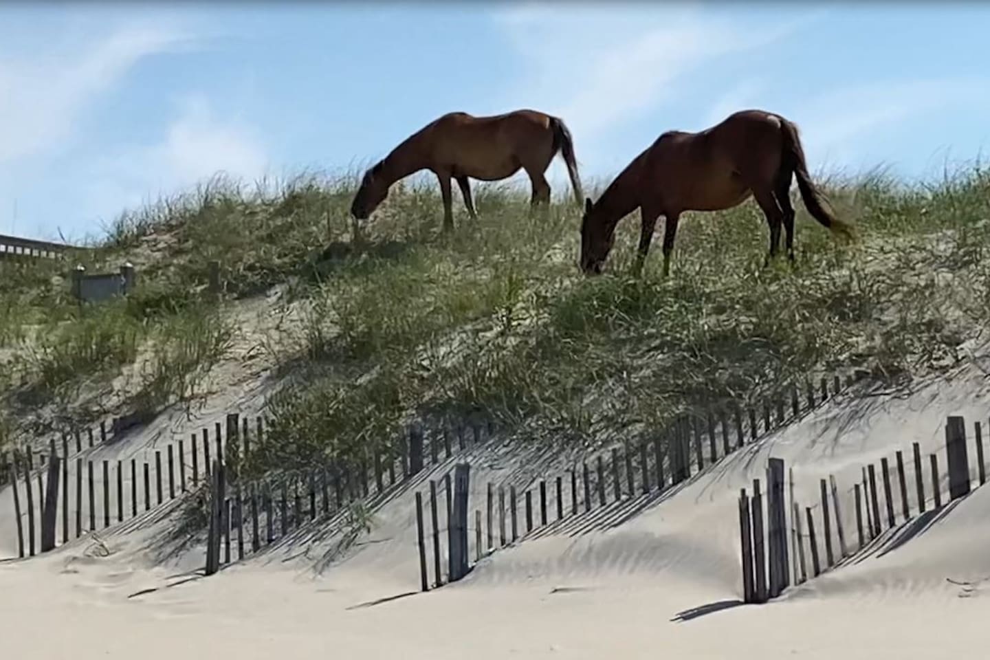 Our friends at the beach