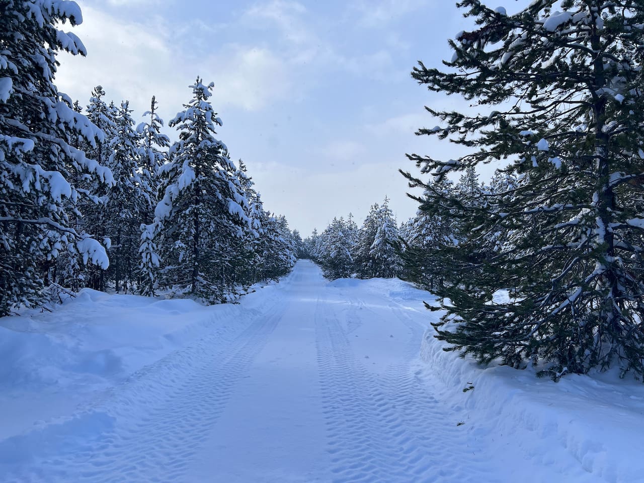 Beautiful pine forest surrounding the cabin. 1 acre lot.