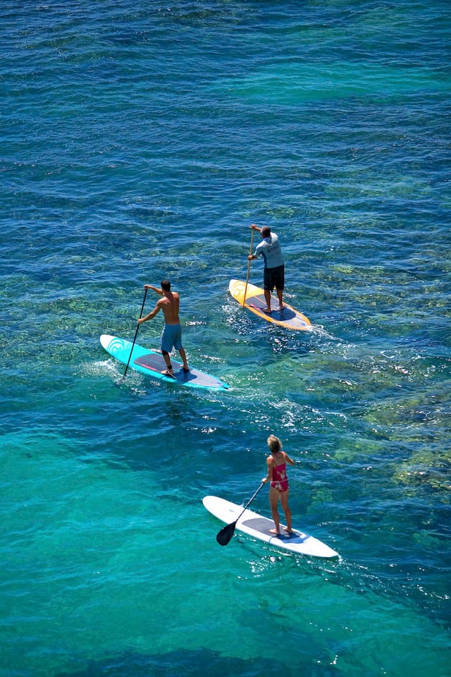 sup with turtles and sometimes whales and dolphins right outside!