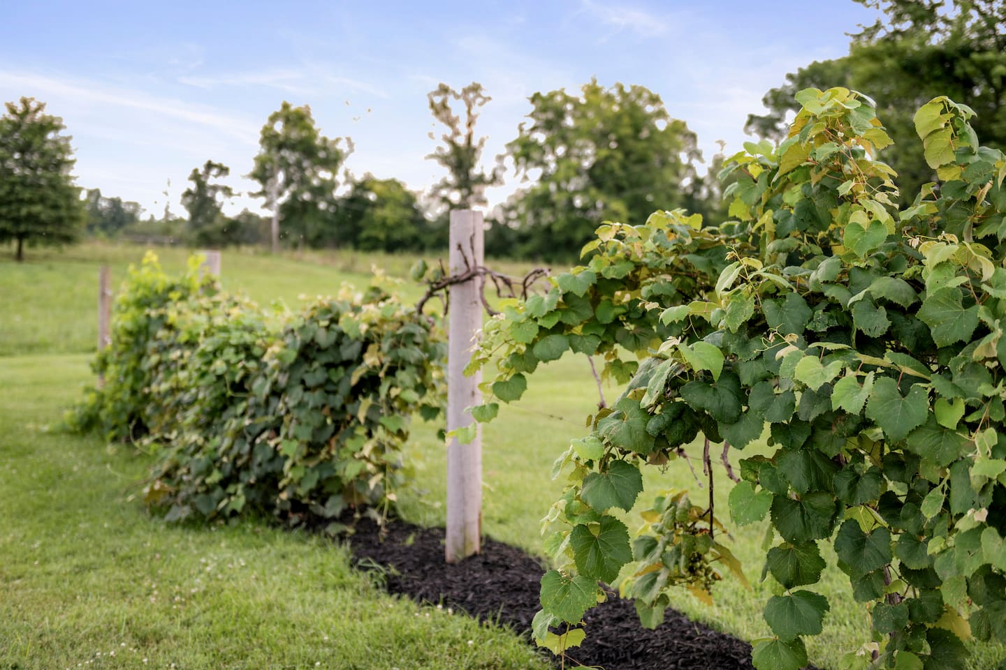 Vineyard in the backyard