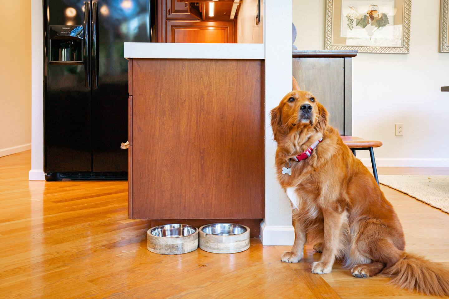 Pawsome news: Your furry friends are welcome here!