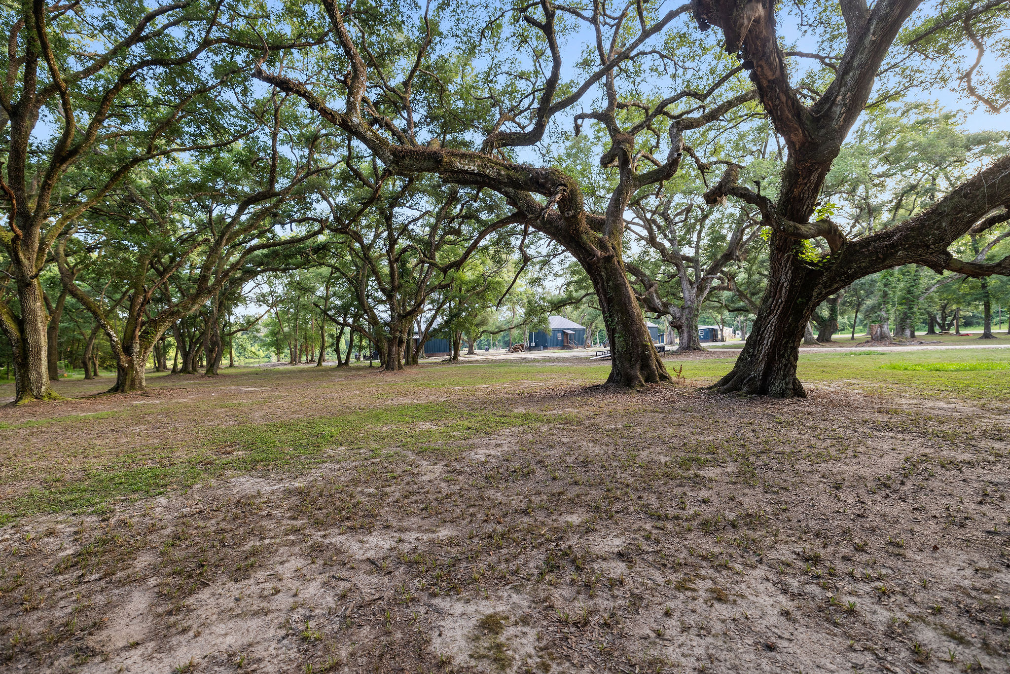 Live Oak Park