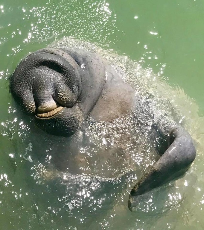Gentle giants...manatees visit from time to time in the canal...so friendly, fun