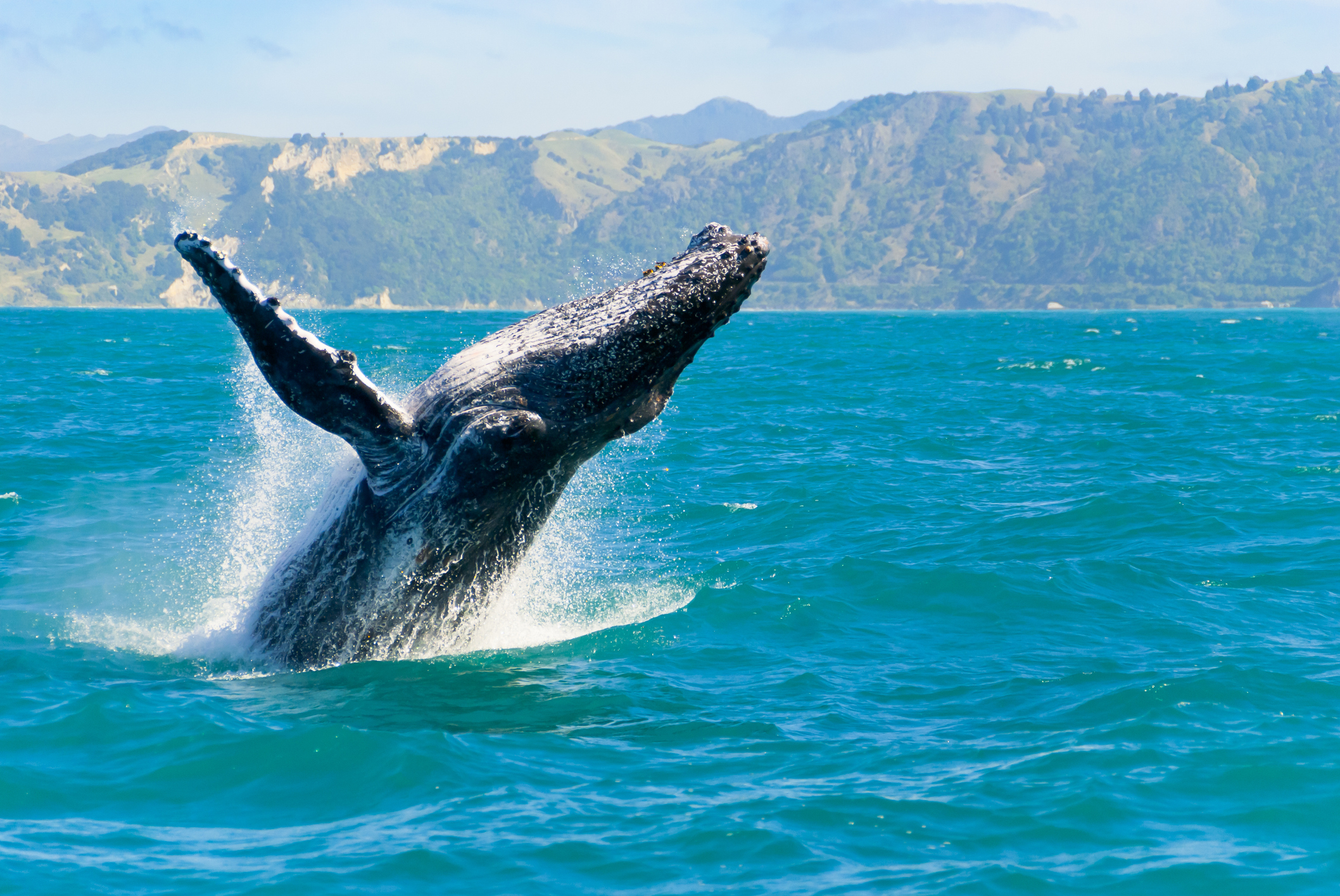 Humpback Whale Breach