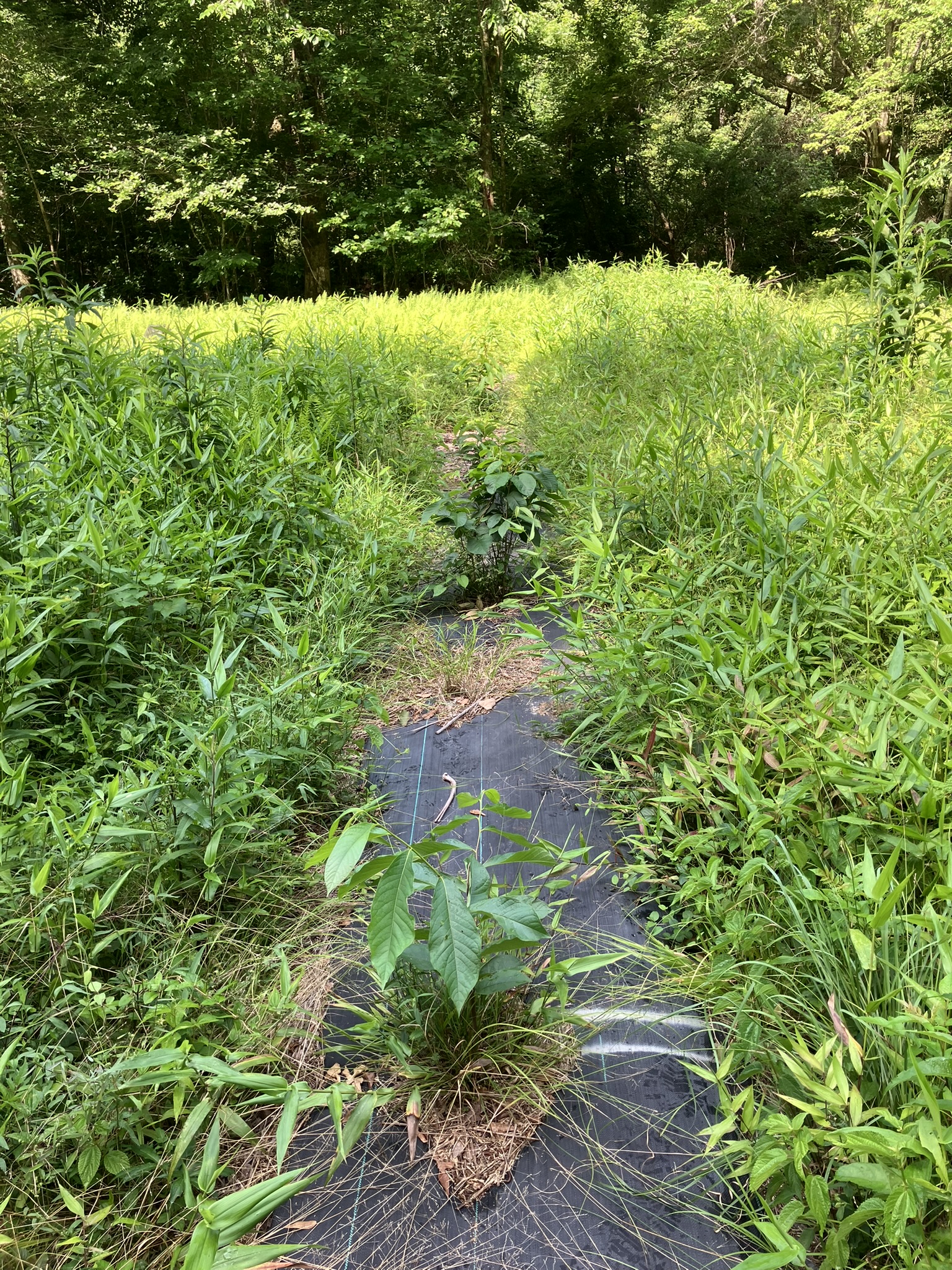 Pawpaw seedlings in high summer.