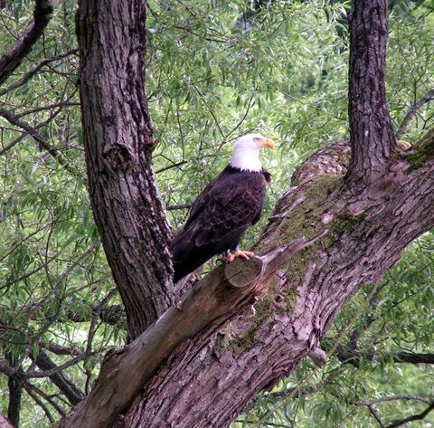 Local Bald Eagle, who fishes the lake regularly. What a majestic sight!