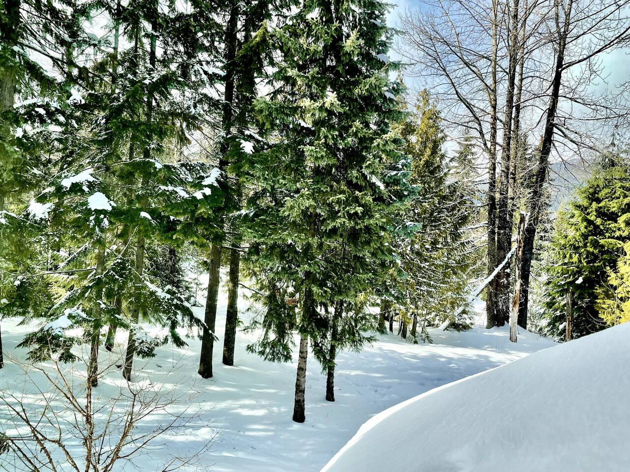 All bedroom windows look out onto a beautifully treed backyard with glimpses of the glacier fed Fitzsimmons Creek . This is the view from Bedroom #4. 