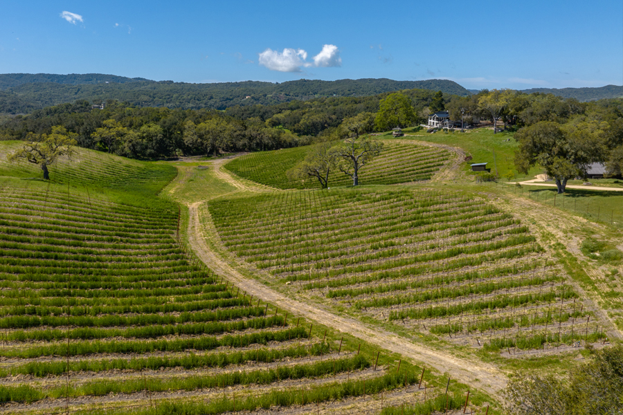 Expansive views of young vines and sun-drenched hills.