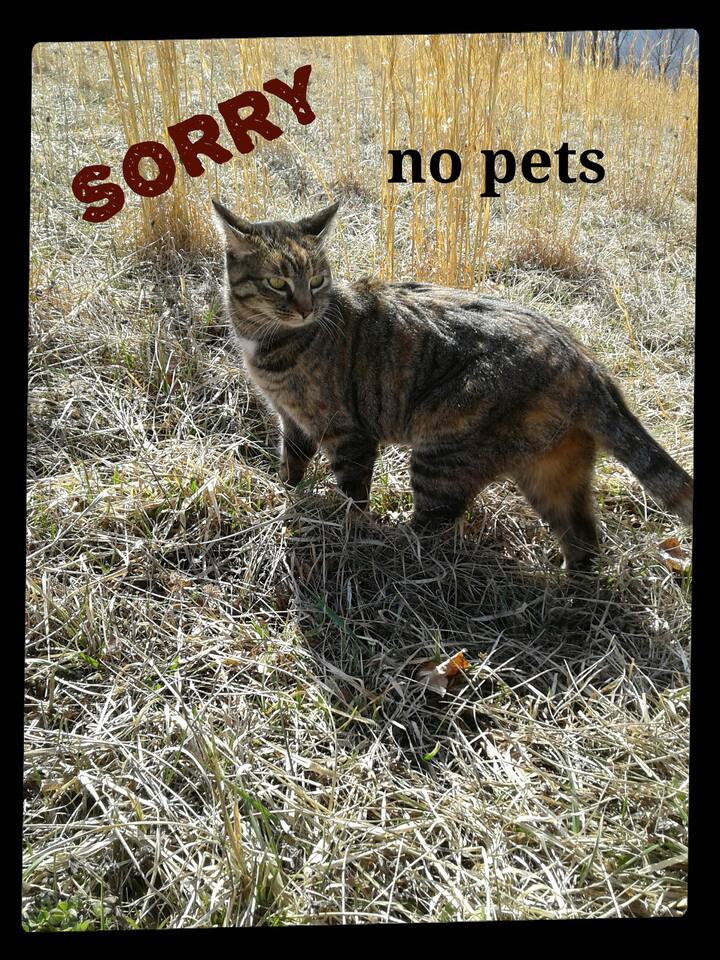 Our pet policy 