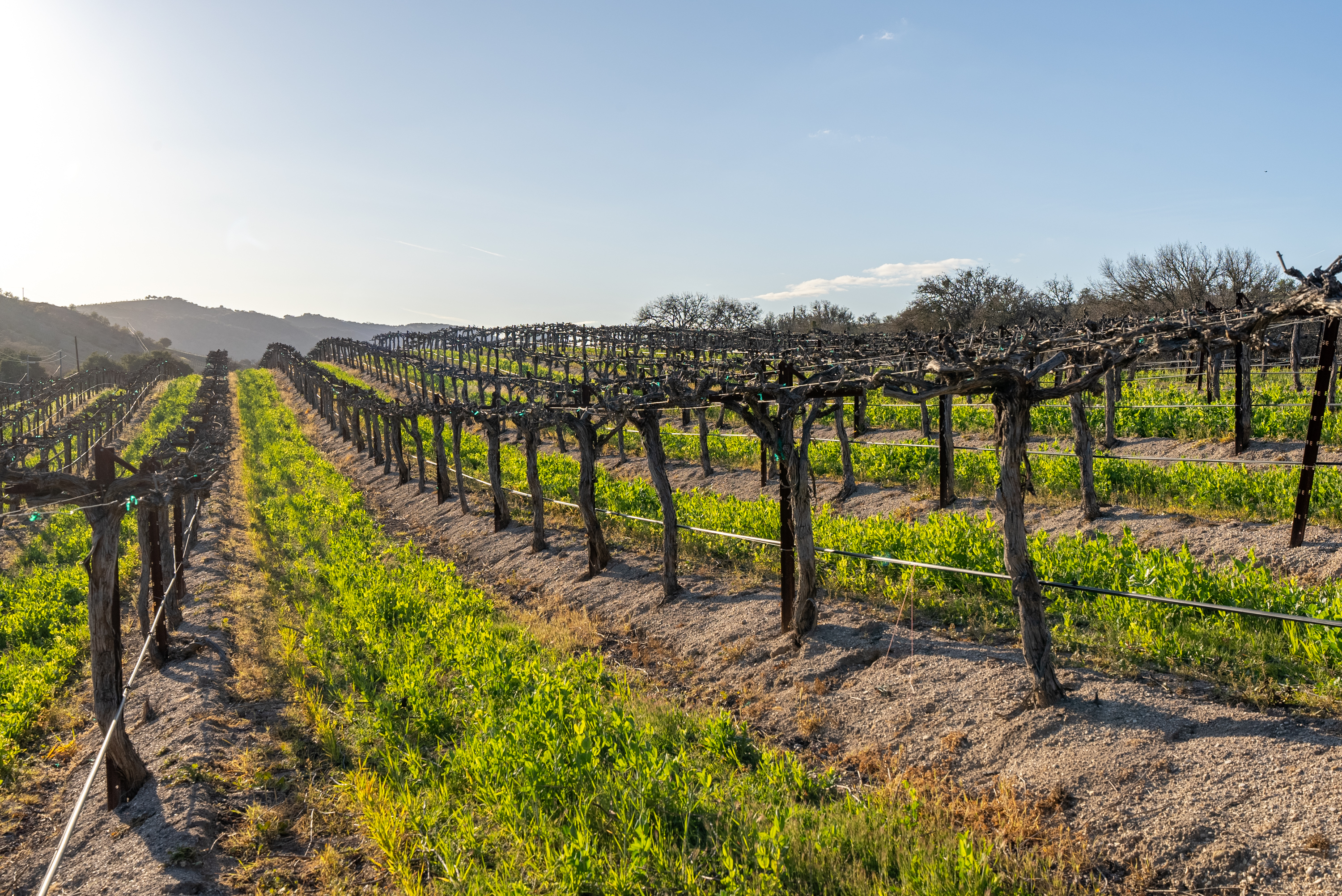 The vineyard at Oaks & Madeira
