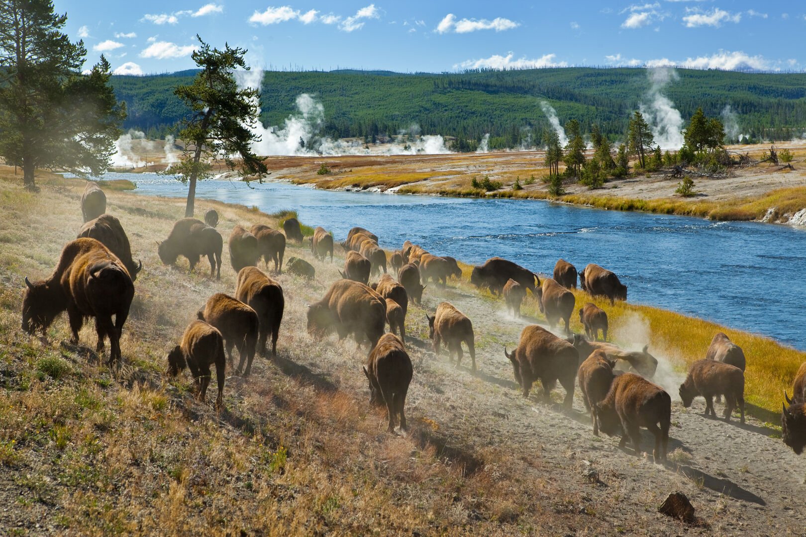 Wild bison is West Yellostone