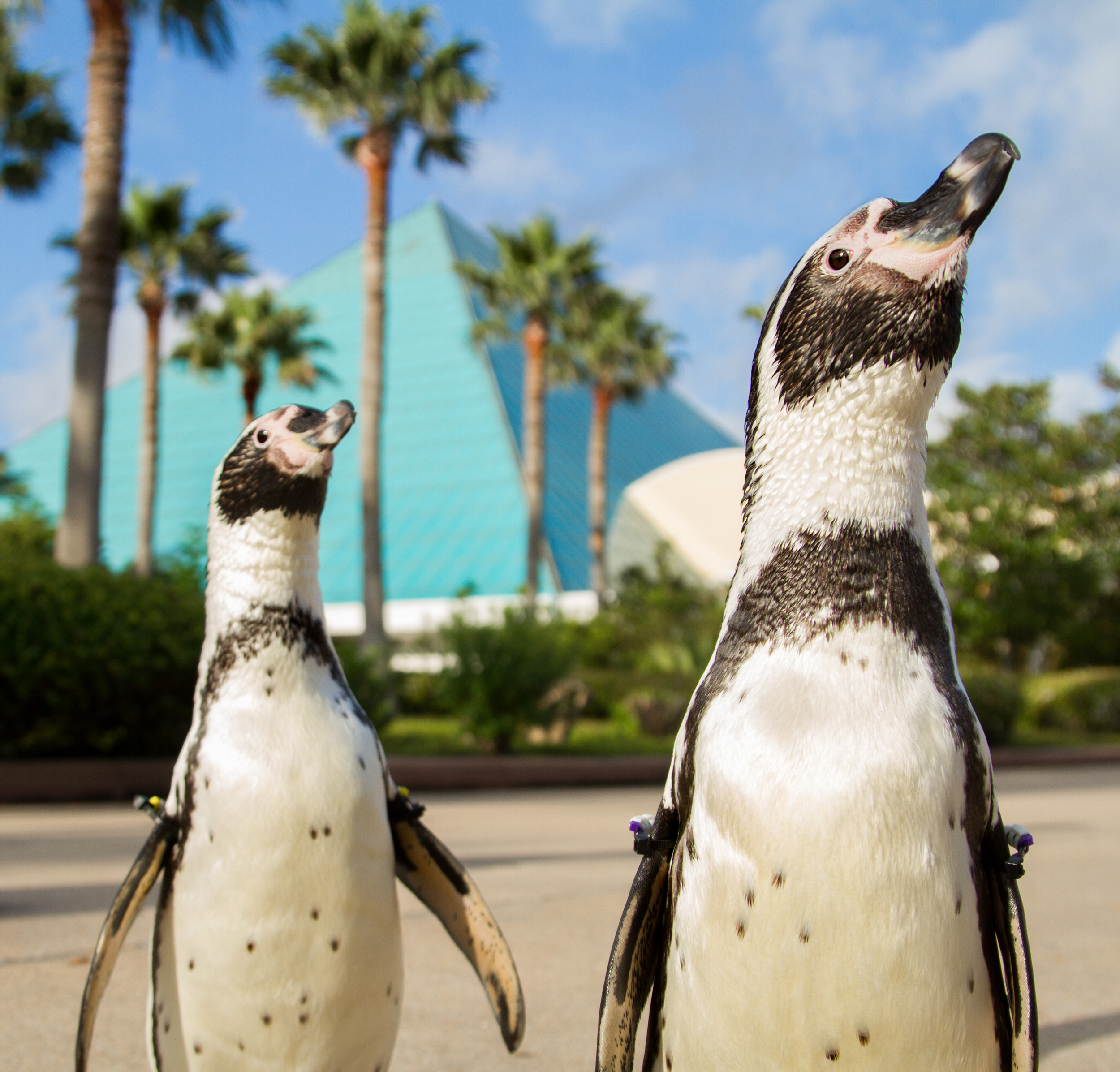 Moody Gardens – Aquarium & rainforest pyramids (15–18 min drive)