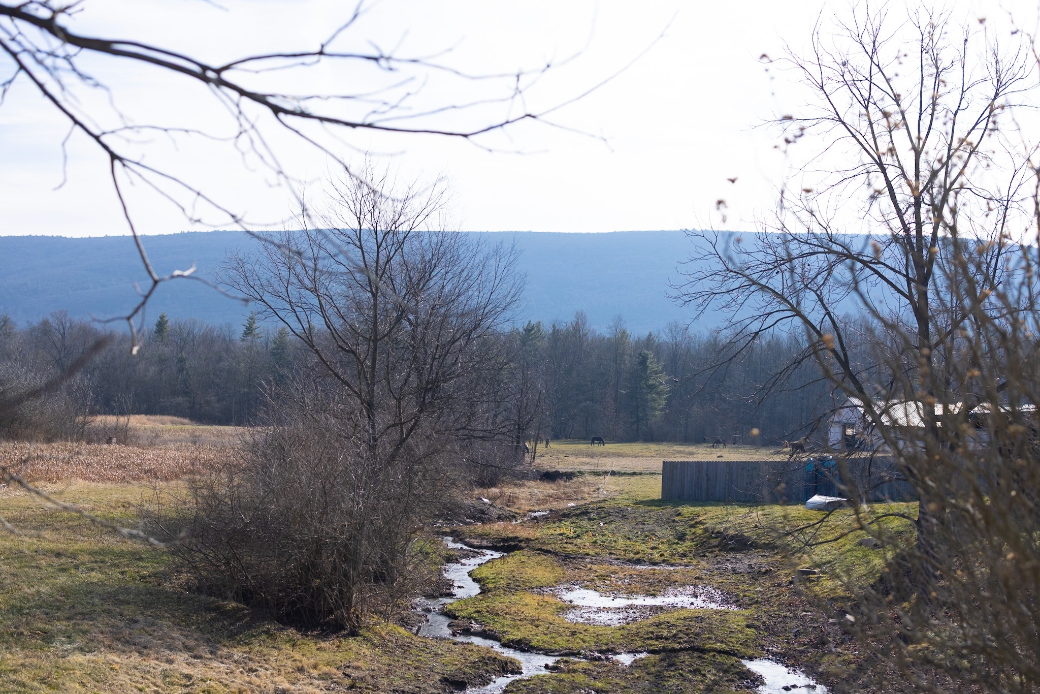 View from the back porch