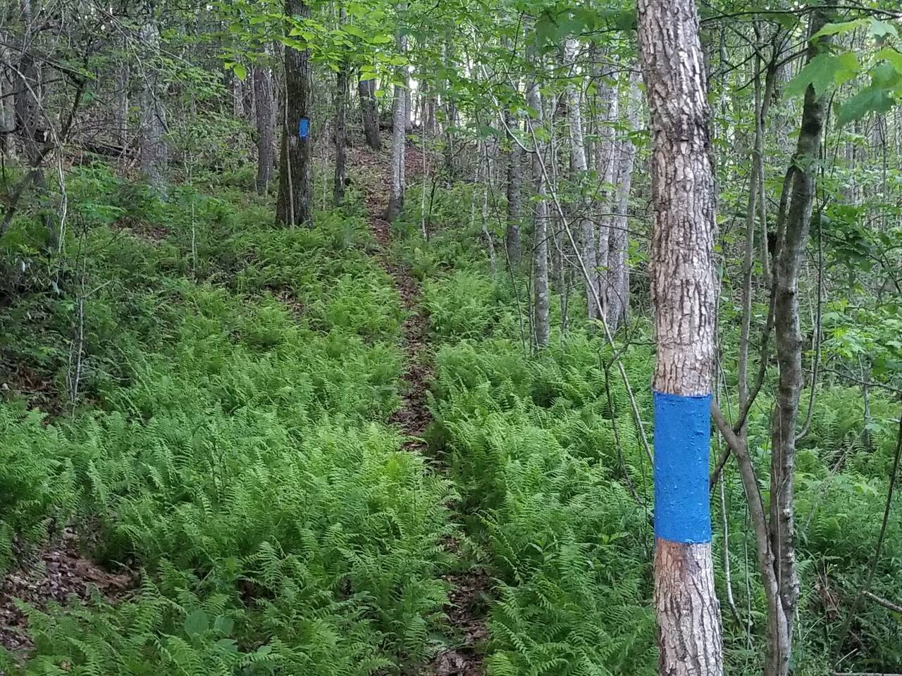 This section of the Blue Trail overlaps a whitetail deer trail.