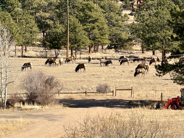 Large elk herds move through the valley regularly, always a guest favorite to watch.