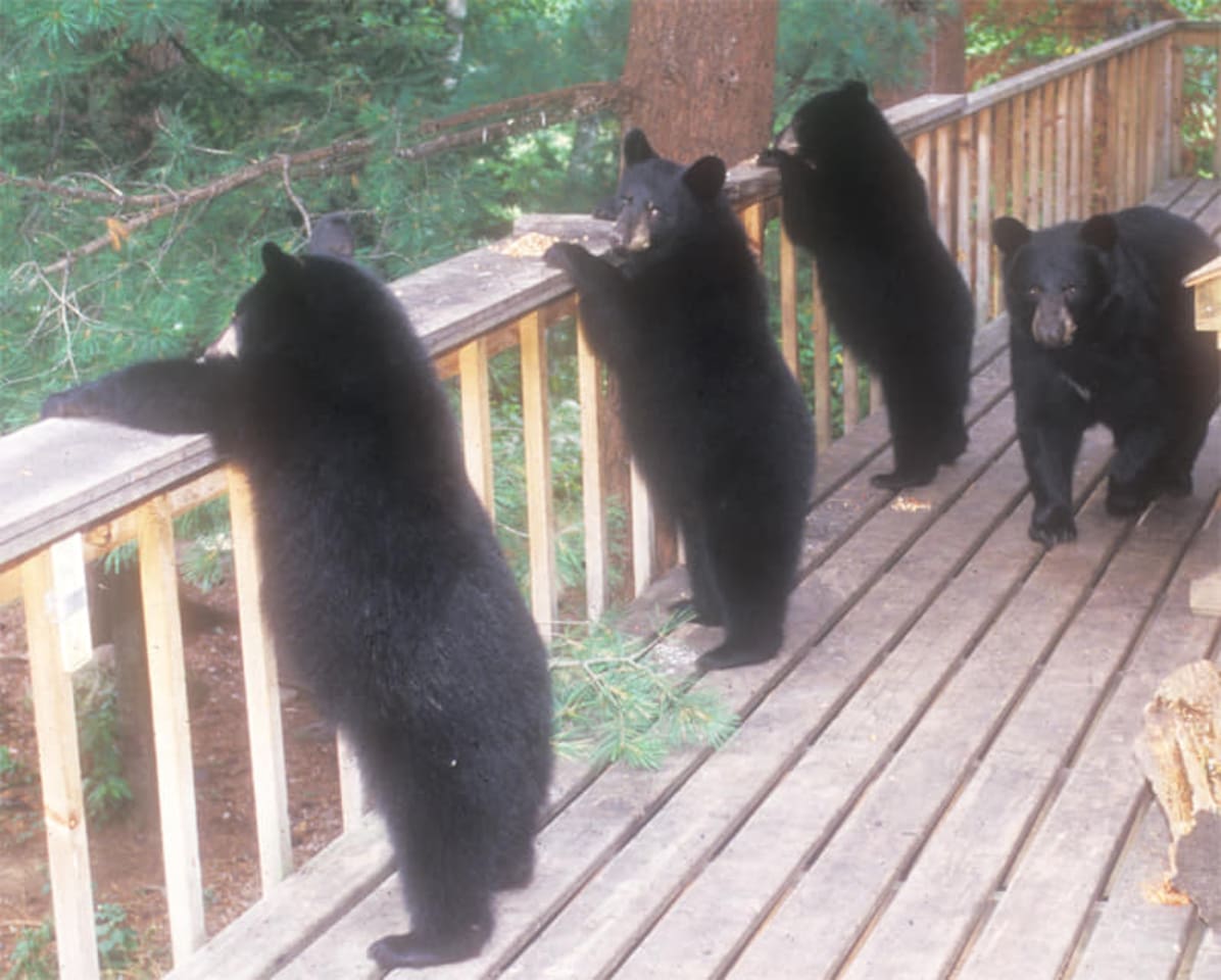 Lake Lure Bears