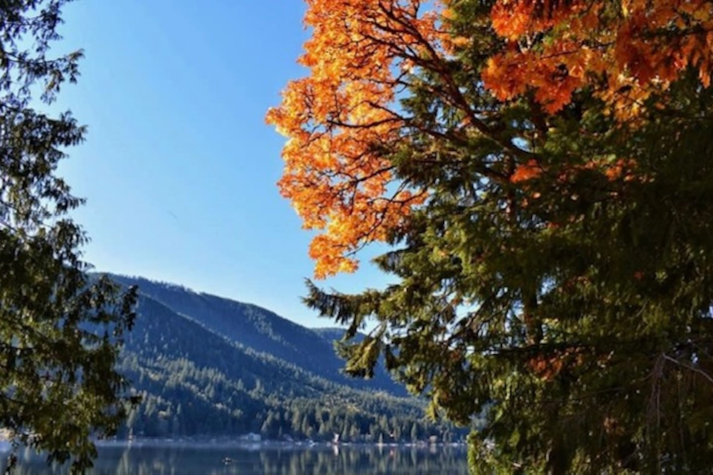 Autumn trees with colorful foliage.