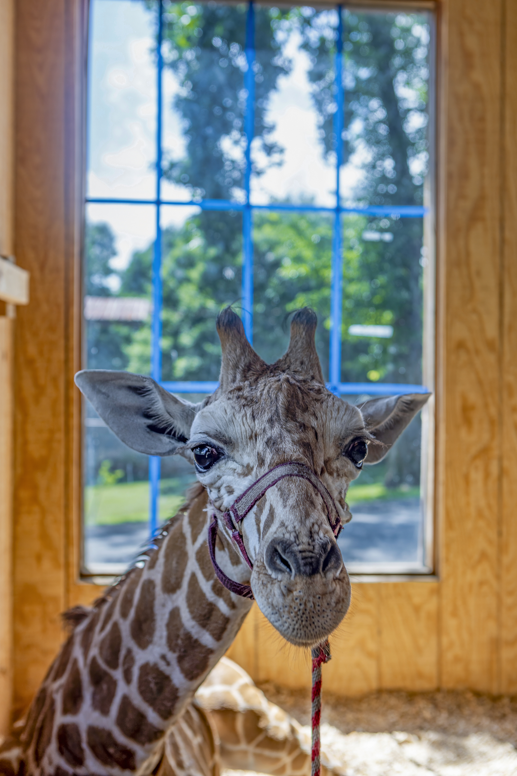 Unique Experience: Meet your towering, friendly neighbor just steps from your rental!