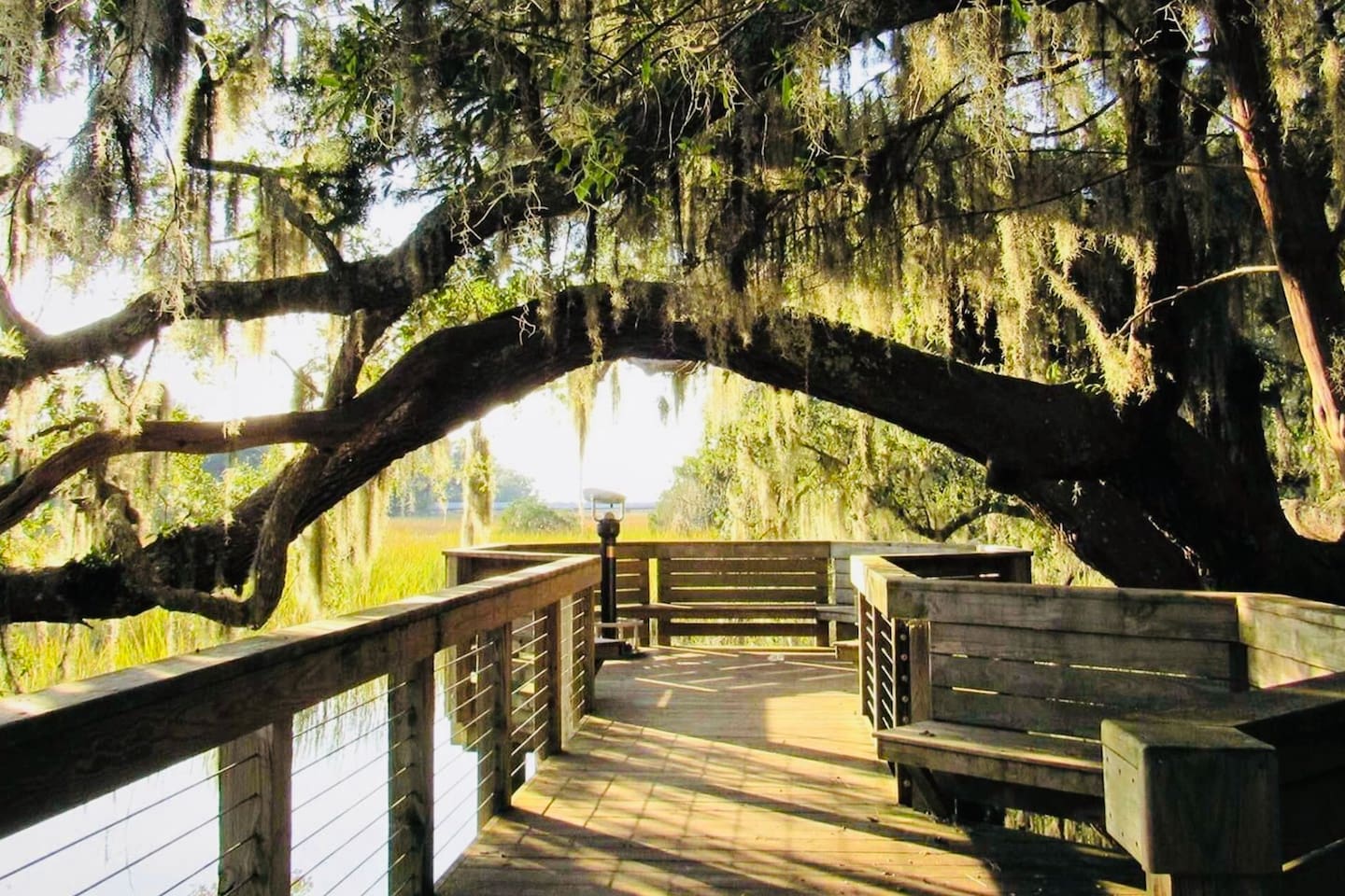 Boardwalk under live oaks