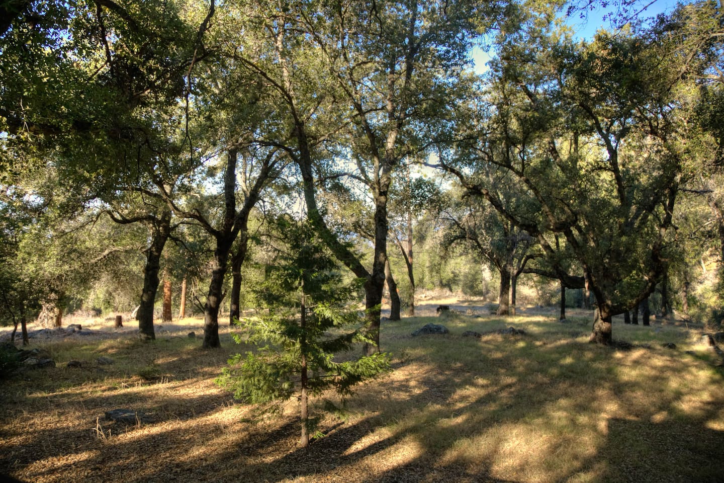 more trees