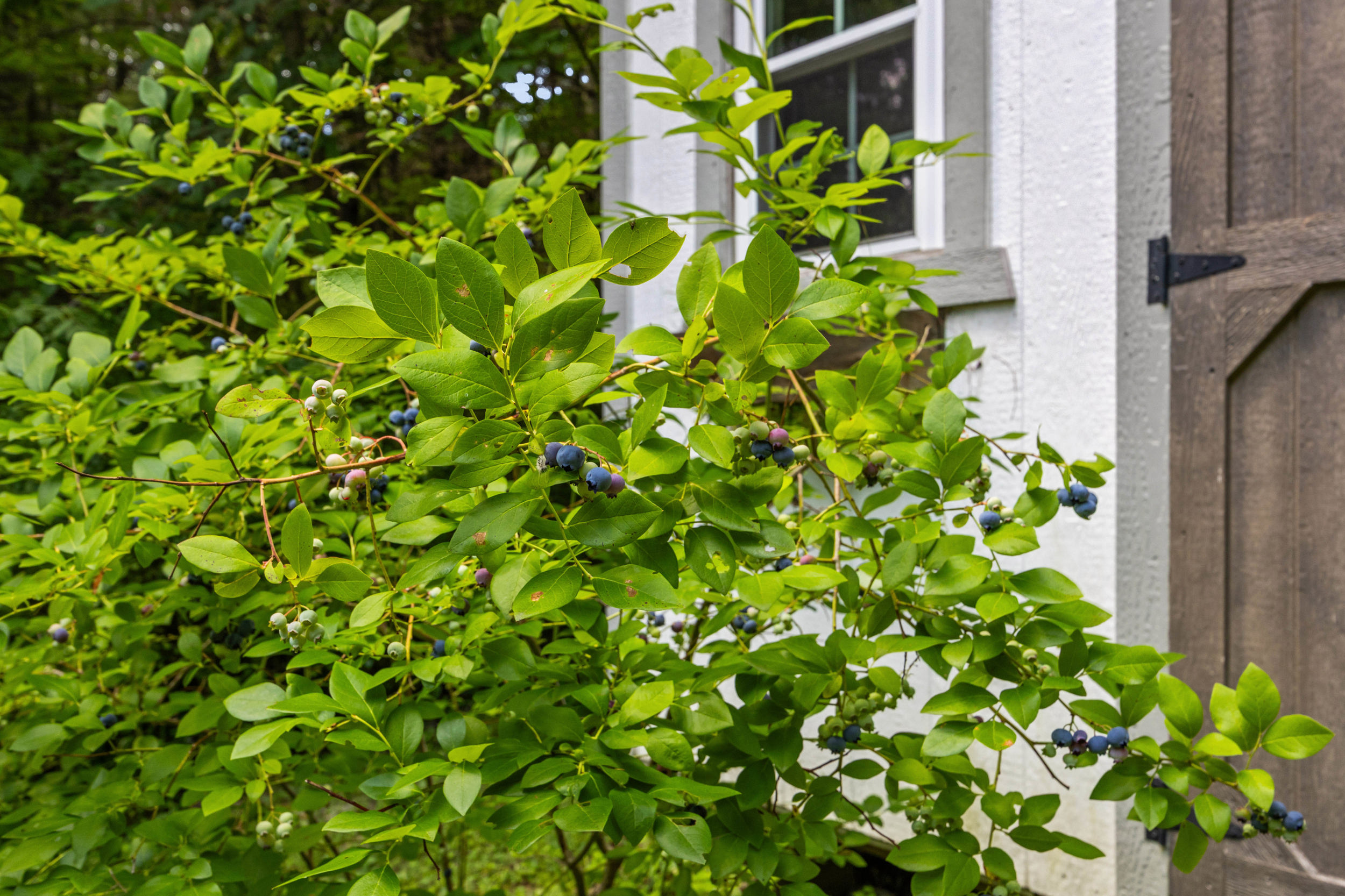 Fresh blueberries available to pick when in season!