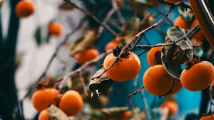 American persimmon tree with orange fruits in Great Smoky Mountains