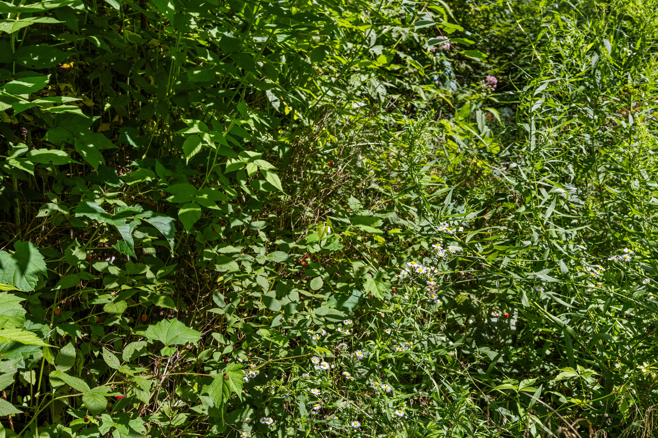 Raspberry and blackberry brambles offer fresh fruit when in season