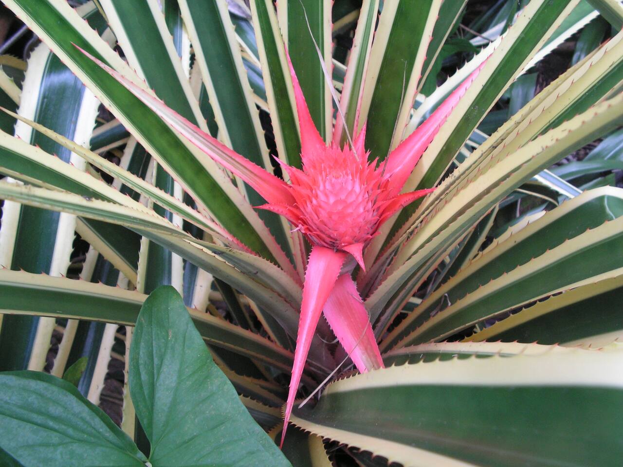 Ginger in bloom
