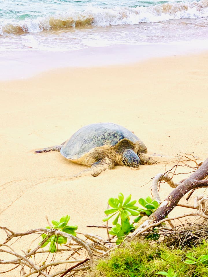 This amazing sea turttles "Honu" come and visit us or swim with us very often. They are harmless and very peaceful and safe to swim with .You'll  be able to snorkel with different type of fish, at this one of a kind beach right in front of your room!