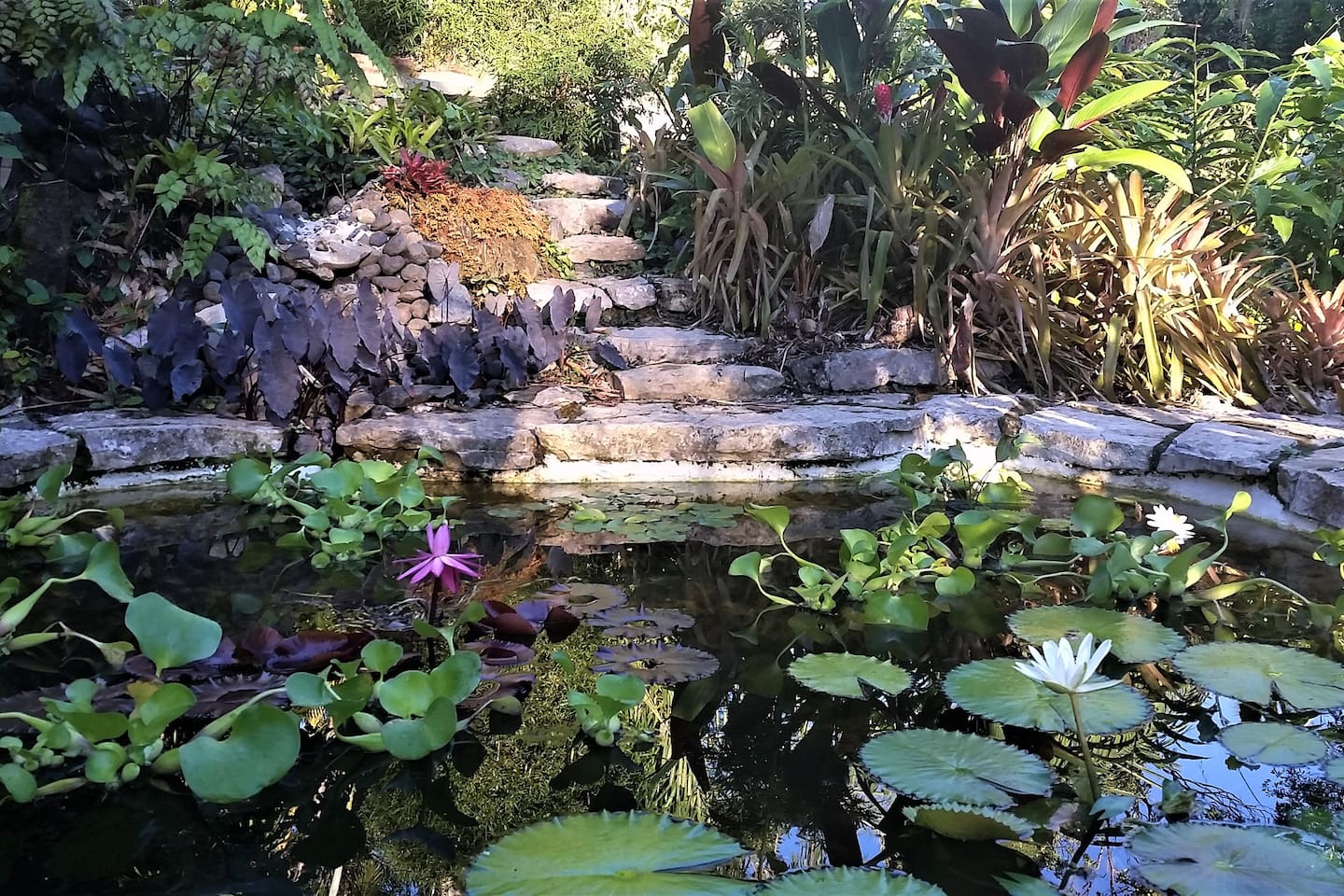 Nearby Lilly pond