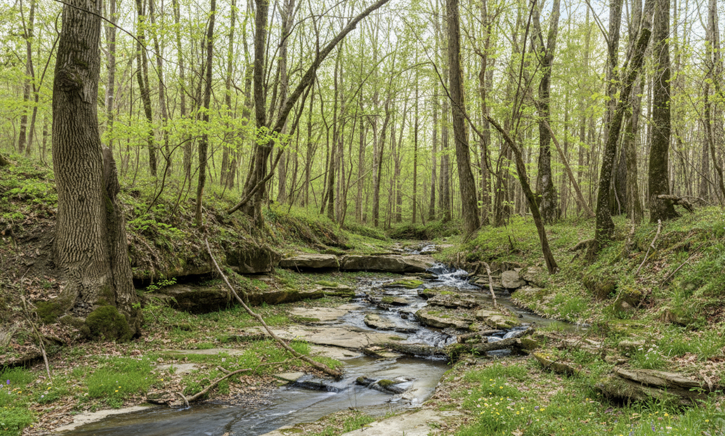 Nature's Retreat: Enjoy serene views by the babbling creek amidst lush forest surroundings!