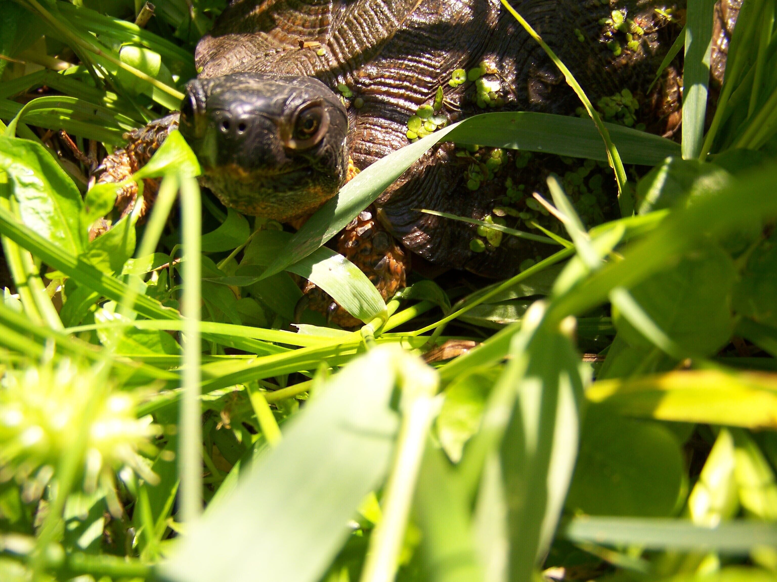 you may see turtles when you visit