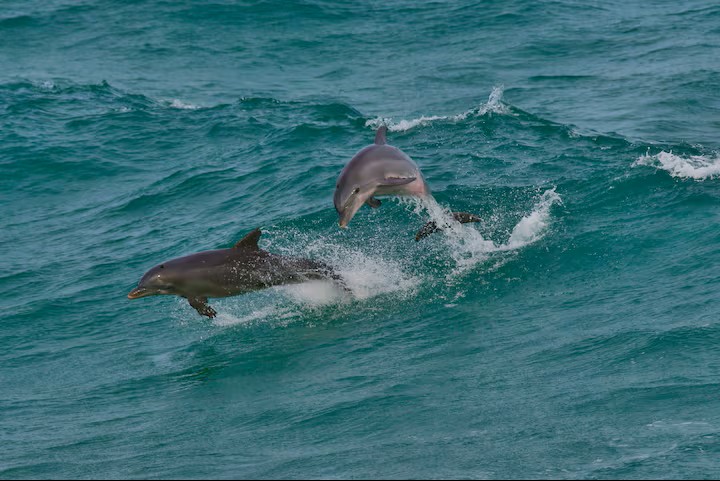 You may even catch a glimpse of graceful dolphins playing in the ocean!