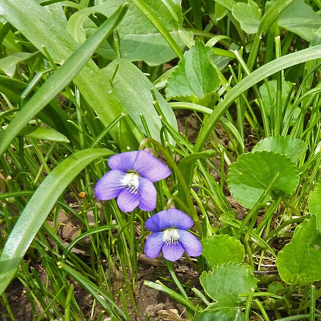 common blue violet