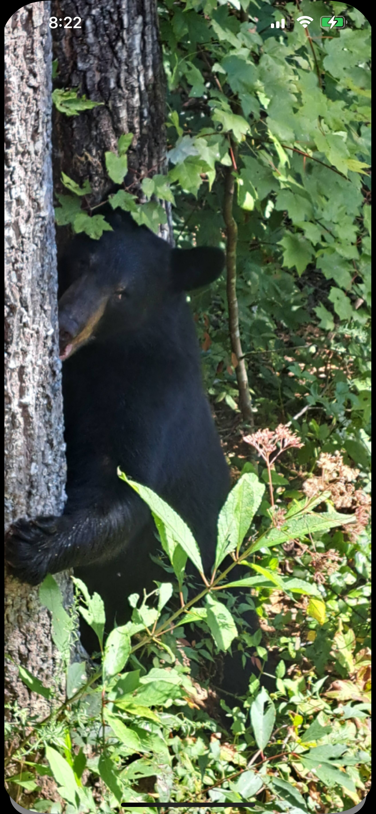 Bear photo captured by guest behind the cabin