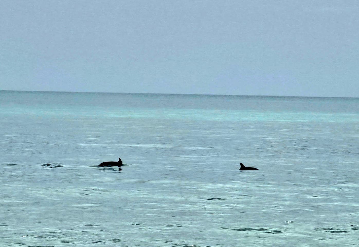 Be on the lookout for dolphins, we have tons in our area.
Sit on the back balcony, watch the sunset and enjoy the dolphins in the sound.
