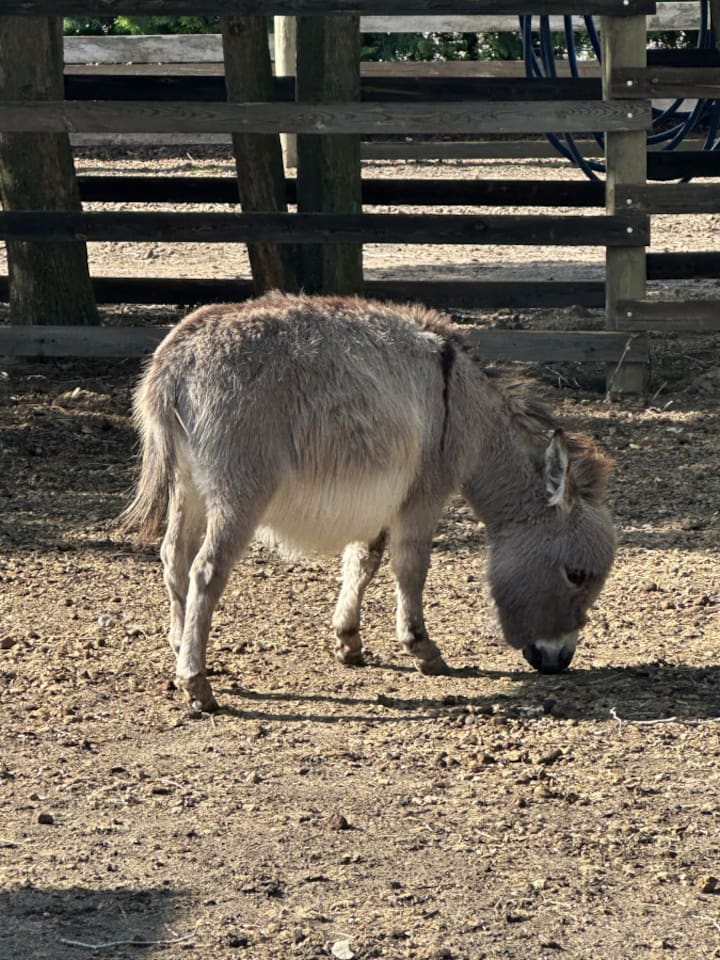 Donkey