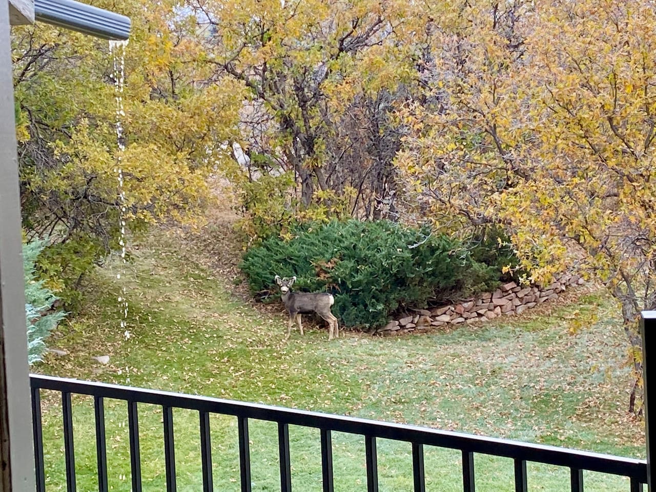 Beautiful wildlife!