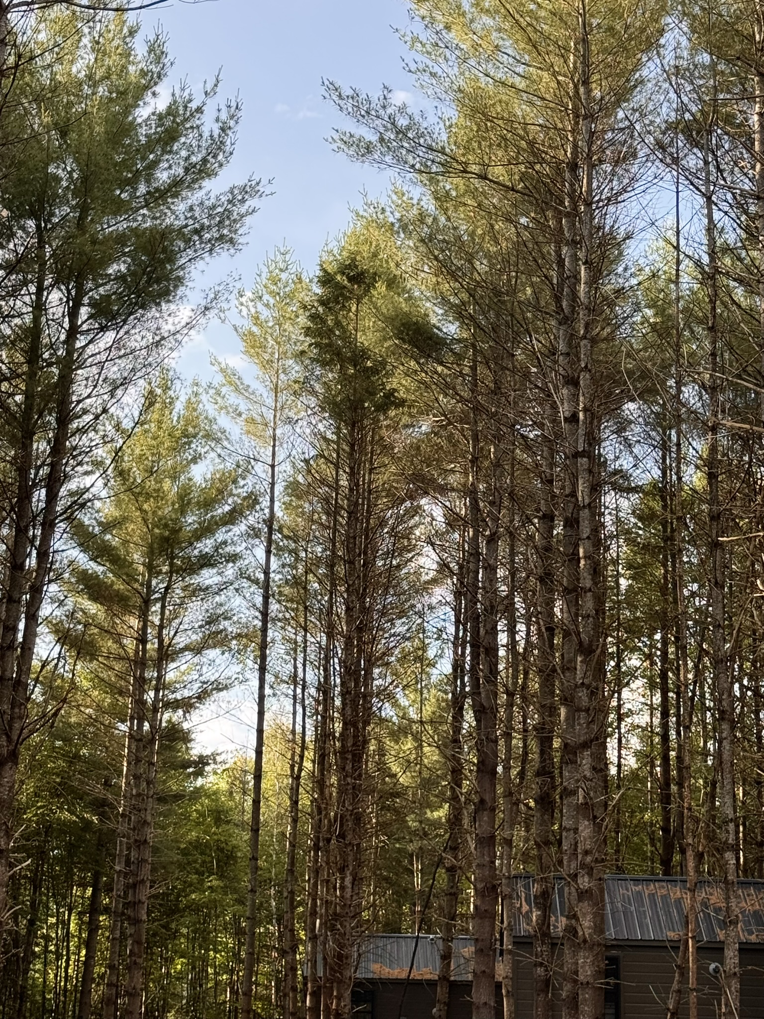 Surrounded by Pines