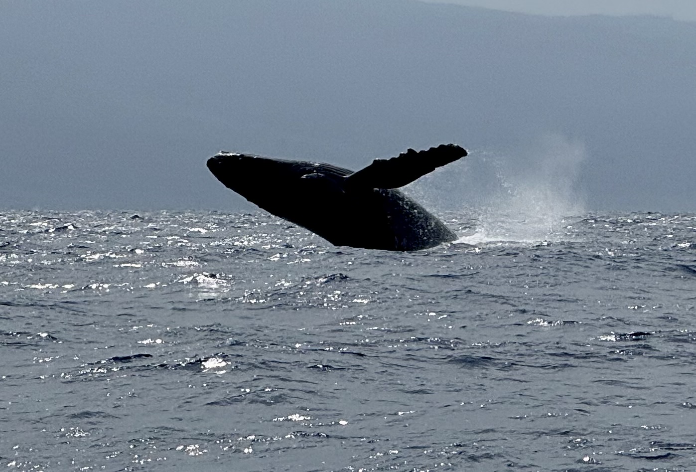 Whales breaching off shore in season