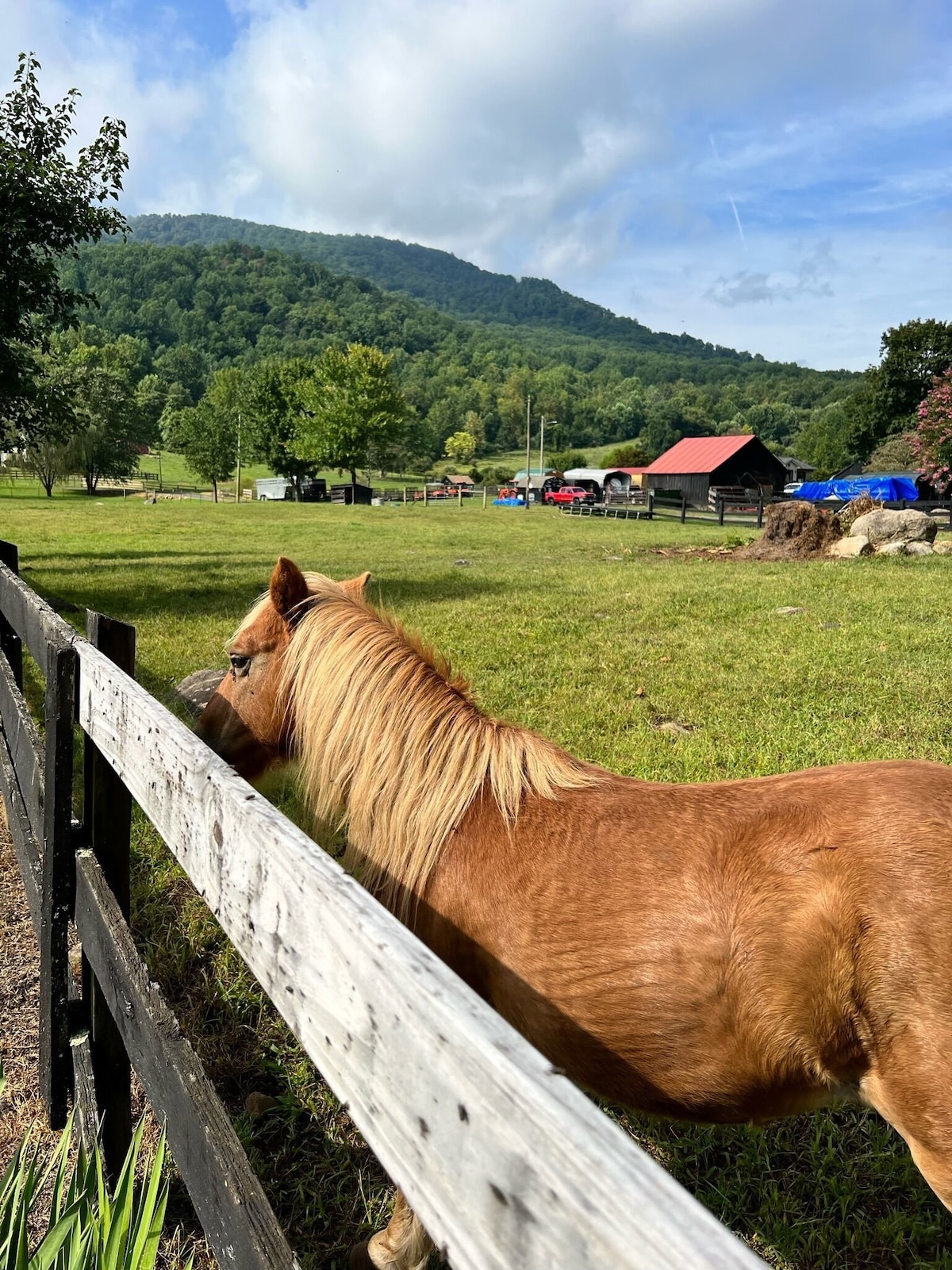 Meet Five, our neighbor's resident pony!