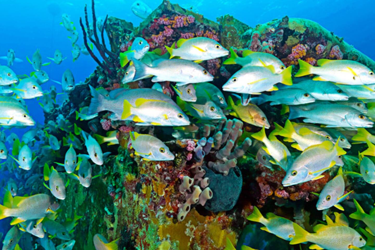 Snorkel the reefs!